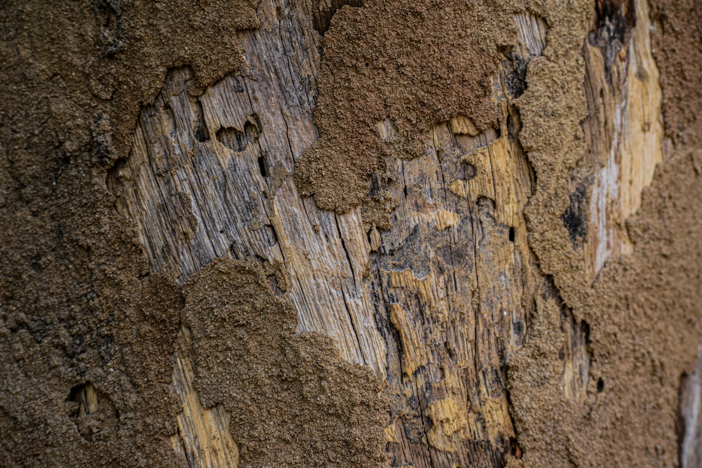 Weathered wooden surface covered with textured brown termite mud tubes.
